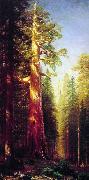 Albert Bierstadt The Great Trees, Mariposa Grove, California Sweden oil painting reproduction